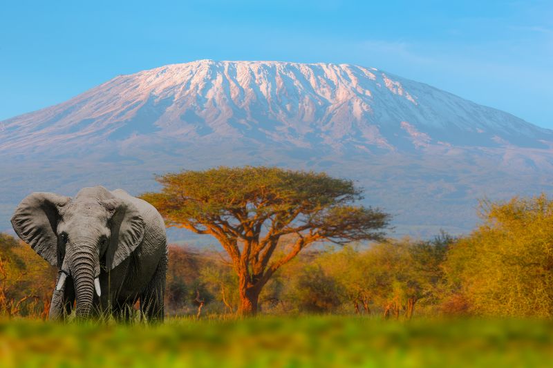 Nairobi To Mombasa Safari Packages Kenya Holidays