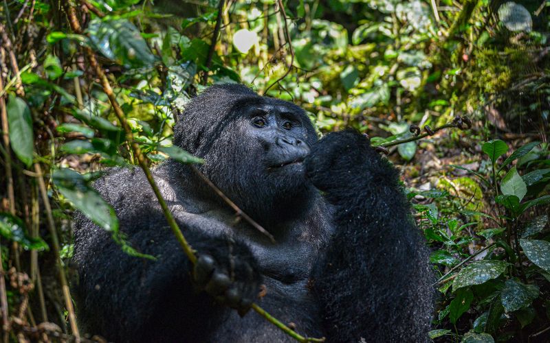 10 Days of Magical Uganda – Gorilla Trek & Wildlife Safari