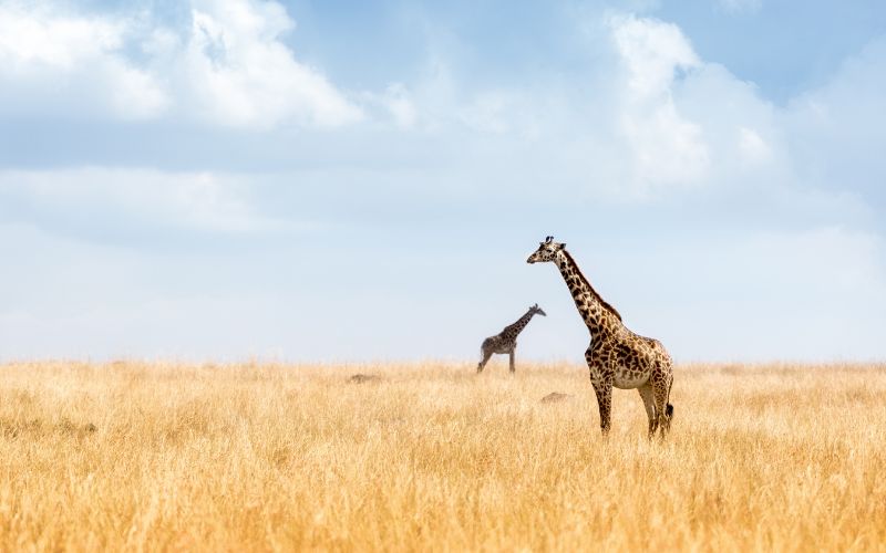 8 Days of Kenya Safari, starting Nairobi, Ending in Diani