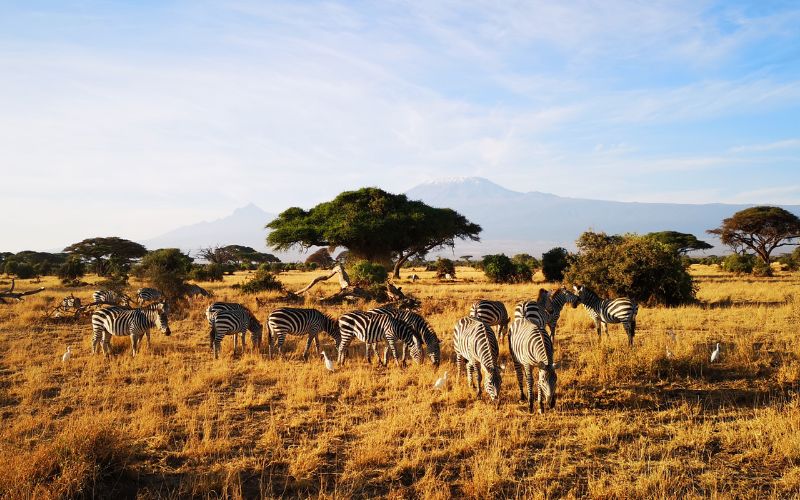 9 Days of Amboseli, Lewa & Maasai Mara by flight
