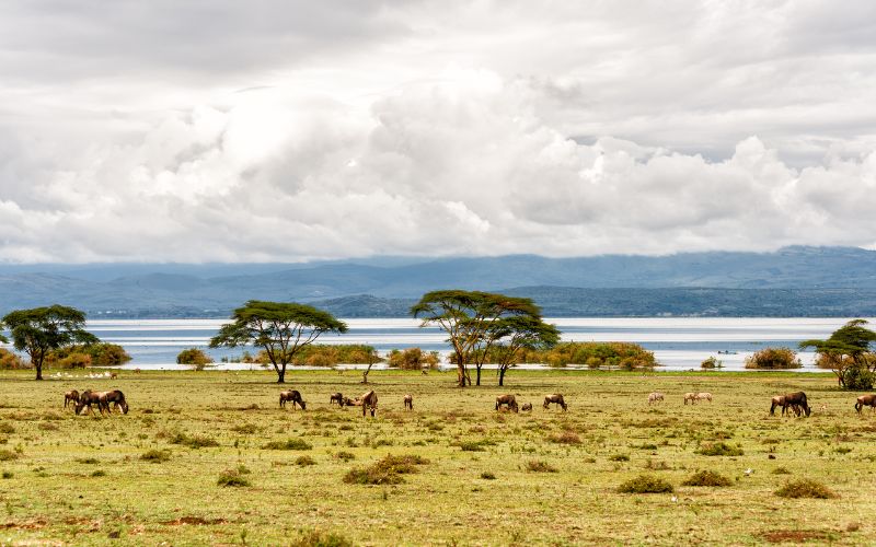 7 Days of Kenya Family Safari