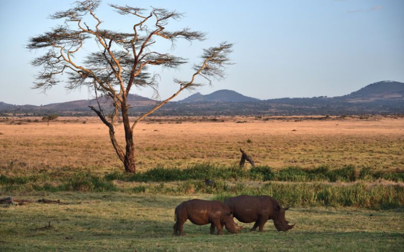 7 Days of Lewa Conservancy & Maasai Mara Safari