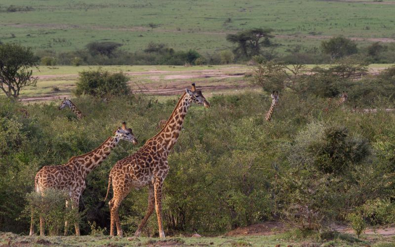 3 Days of Maasai Mara Safari, by Road