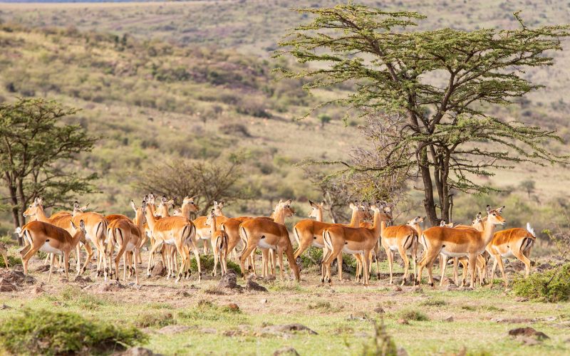 olare conservancy3