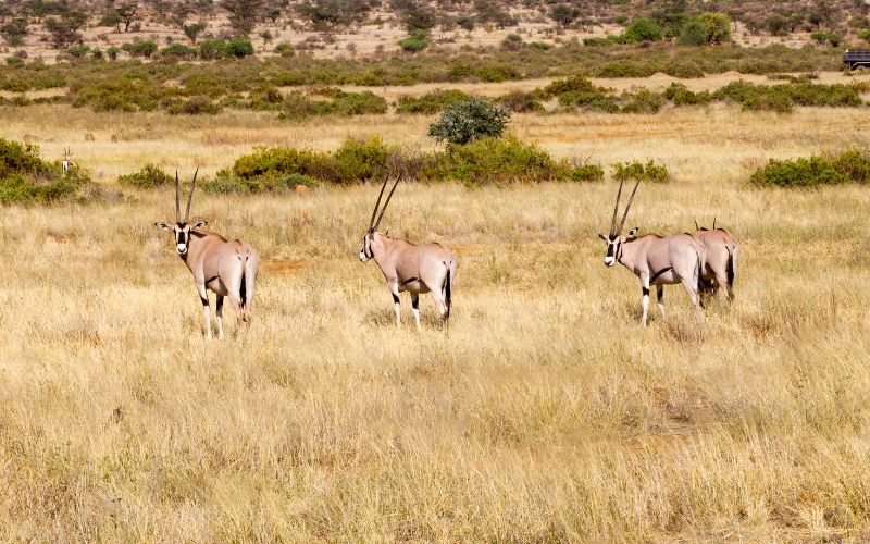 samburu national reserve