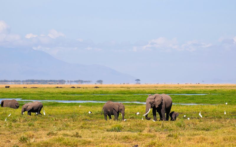 Tsavo Amboseli Safaris