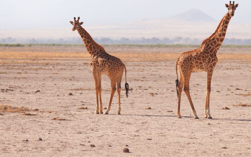 6 Days of Amboseli & Mara by Flight