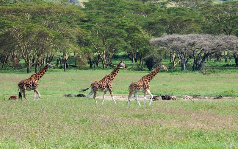 10 days kenya safari