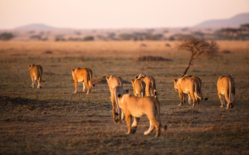 4 Days of Serengeti Fly-in Honeymoon Safari