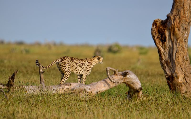 10 Days of Kenya Safari from Mombasa to Nairobi