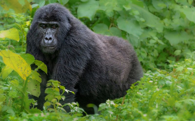 6 Days Uganda Gorilla & Chimpanzee Trekking Adventure