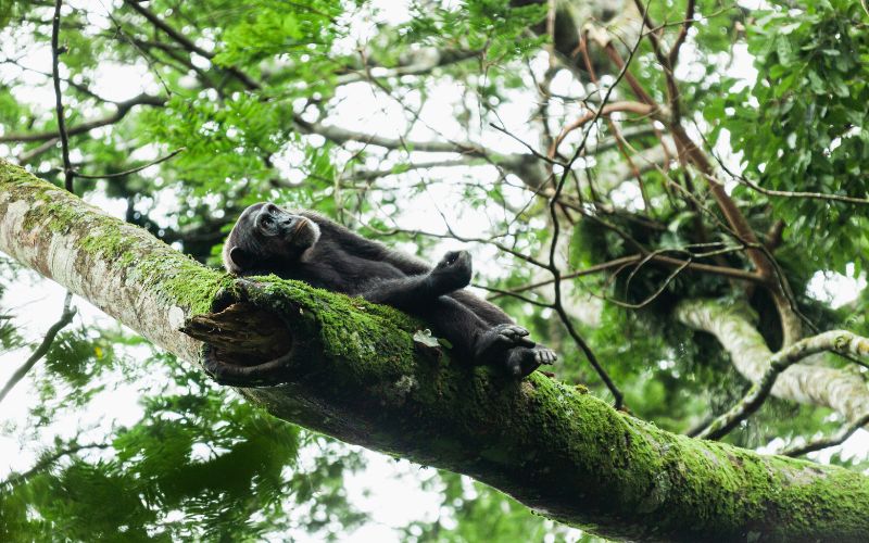 5 Days of Chimp & Gorilla Trekking in Uganda