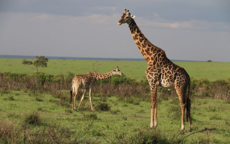 6 Days of Ol Pejeta (Sweetwaters), Lake Nakuru & Maasai Mara