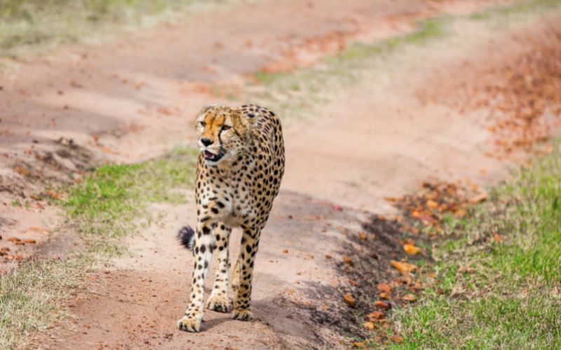 14 Days of Kenya Safari, starts in Diani, ends in Nairobi