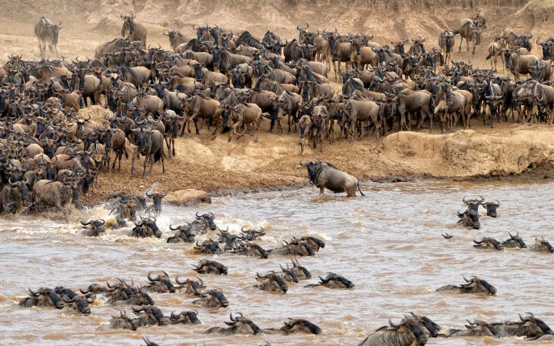9 Days of Serengeti & Maasai Mara by Flight