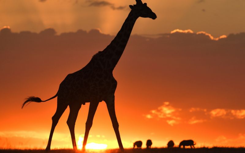 9 Days of Kenya & Tanzania Safari