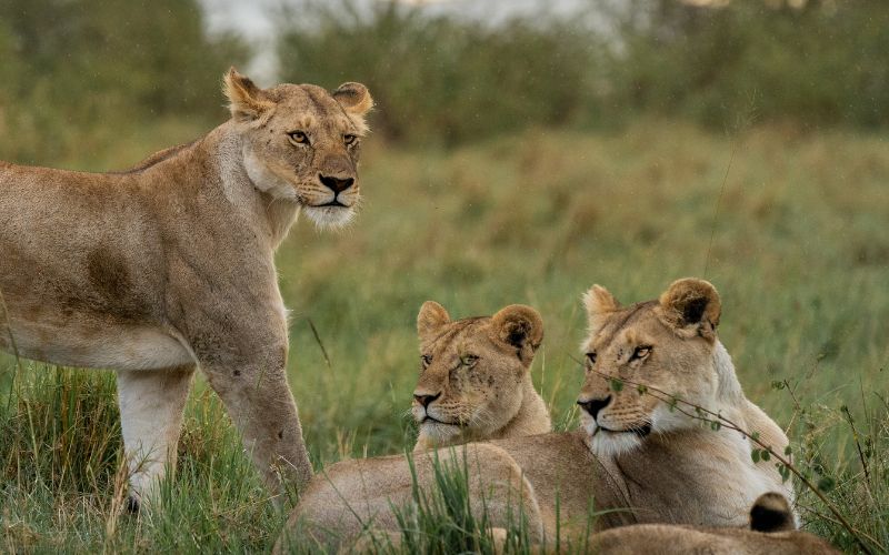 5 Days of Tanzania Safari