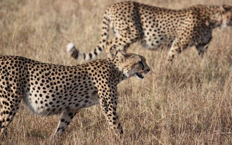 9 Days of Ngorongoro, Serengeti & Zanzibar