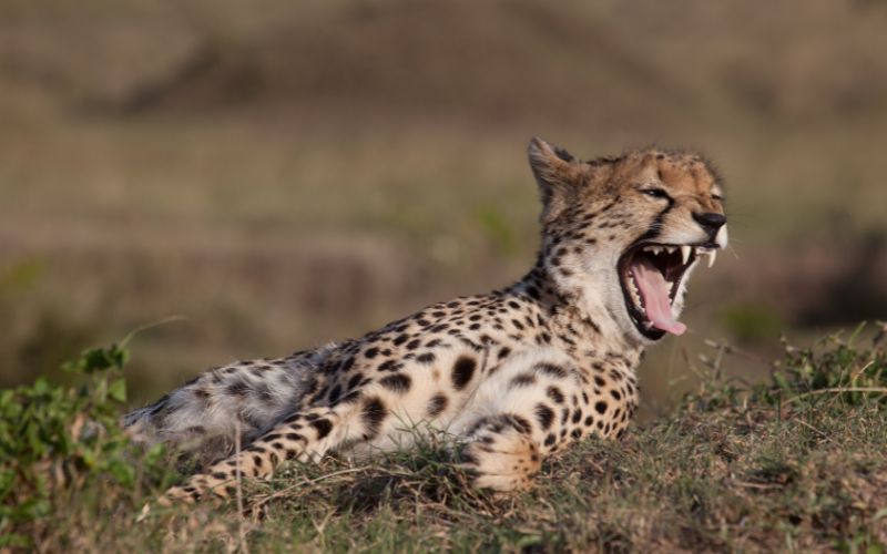 11 Days of Ngorongoro, Serengeti, Tarangire & Zanzibar