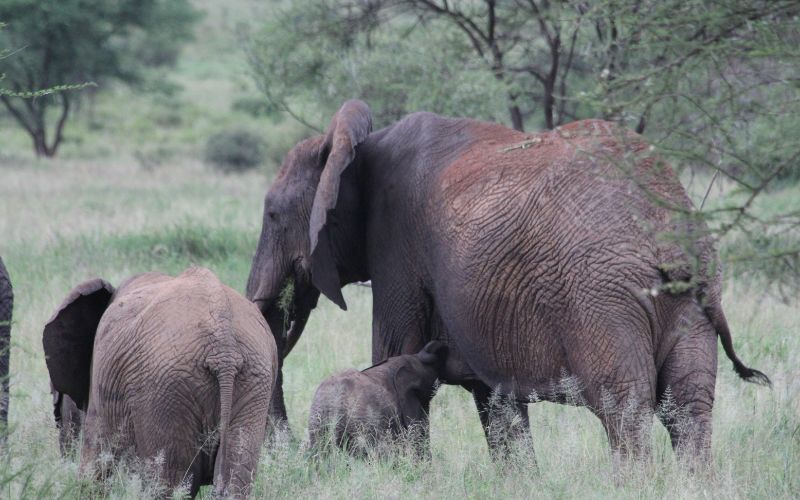 4 Days of Tarangire and Ngorongoro Safari