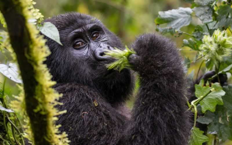 9 Days of Magical Uganda – Gorilla Trek & Wildlife Safari