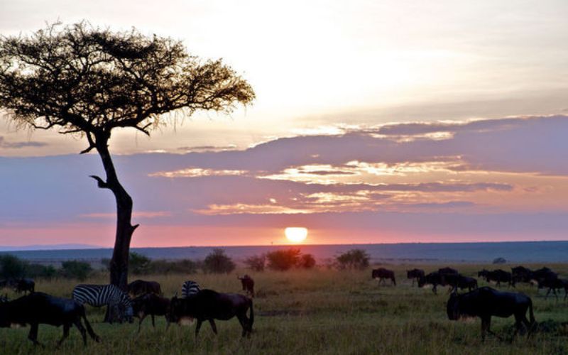 Mara Explorer Camp3
