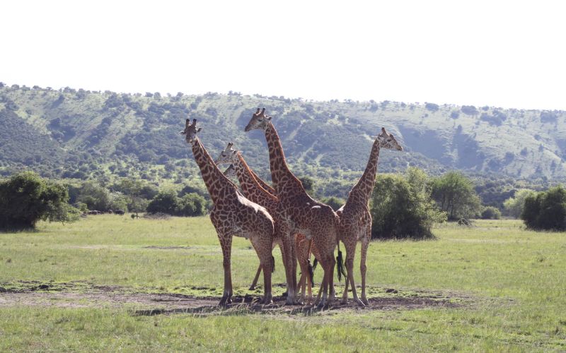 10 Days of Rwanda Safari