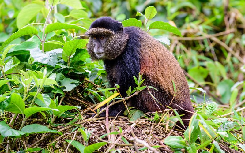 4 Days of Gorilla & Monkey Trekking Safari in Rwanda