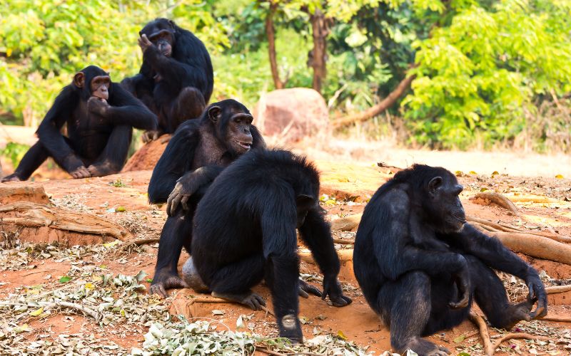 6 Days of Rwanda Safari, Chimpanzee & Gorilla Tracking/Trekking