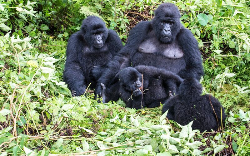 4 Days of Kigali & Rwanda Gorilla Trek