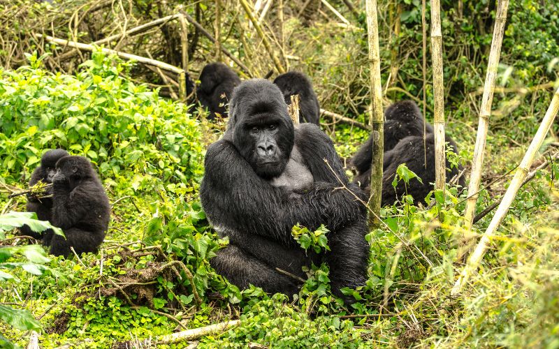 14 Days of Rwanda Gorilla Trek, Nairobi, Maasai Mara & Zanzibar