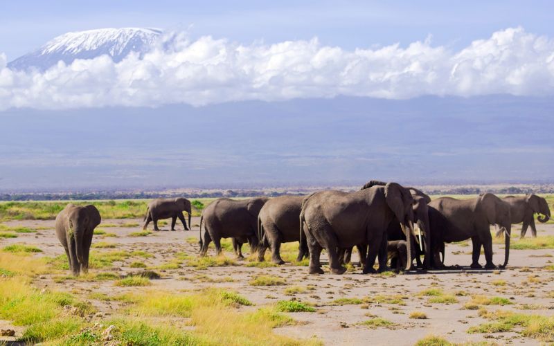 3 Days of Tsavo East, Saltlick & Amboseli Safari