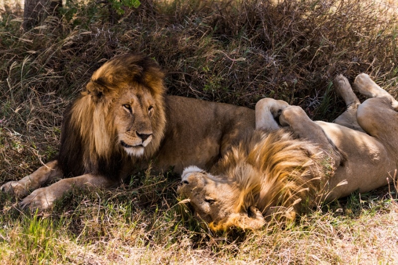 Best of Kenya Safaris