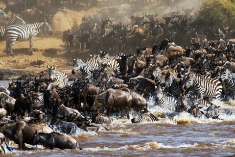 Go Kenya Safari - Kenya, Tanzania, Rwanda Safari Tour Packages