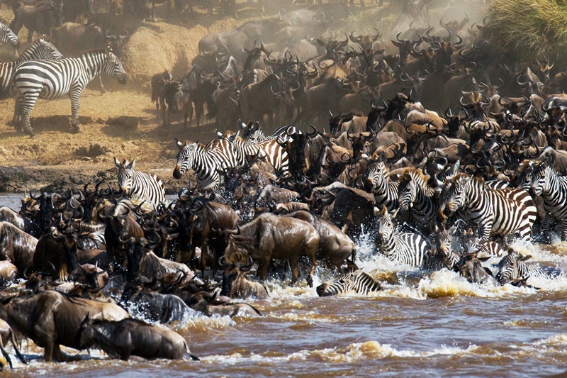 The Maasai Mara Vs The Serengeti