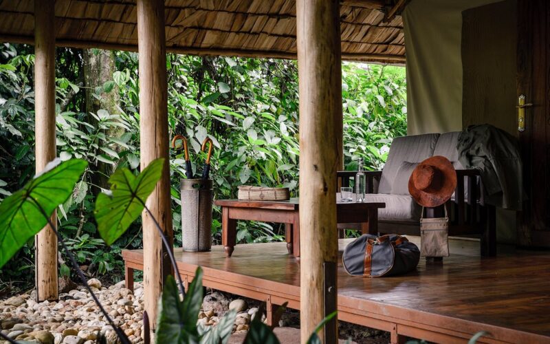 sanctuary gorilla forest