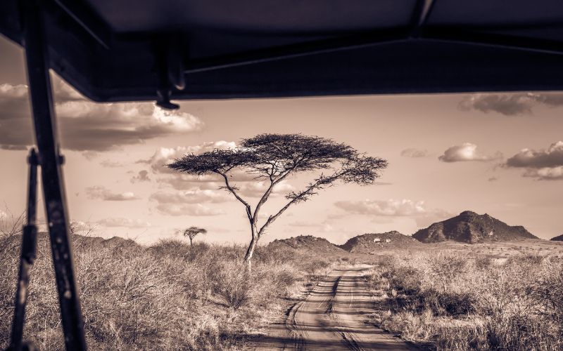 How to book a safari in Kenya
