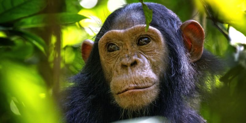 Chimpanzee Tracking in Kibale Forest