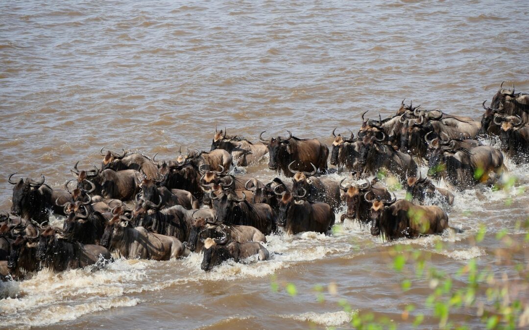 The Epic Journey of the Wildebeest Migration