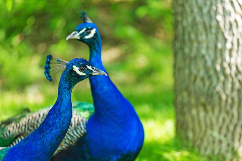 honeymoon safaris