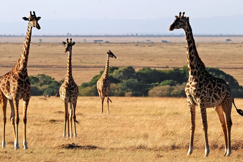 Exploring the Wonders of East Africa: Top 5 Parks to Visit