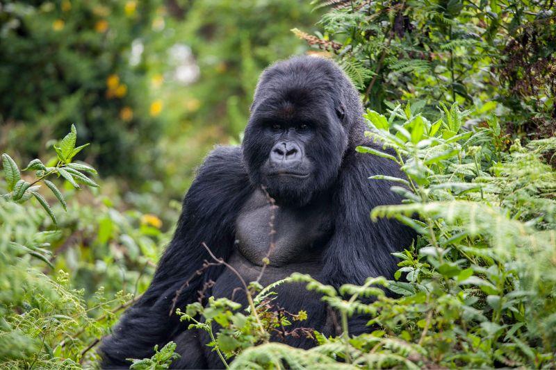 Where to See Gorillas in Africa: Rwanda vs Uganda