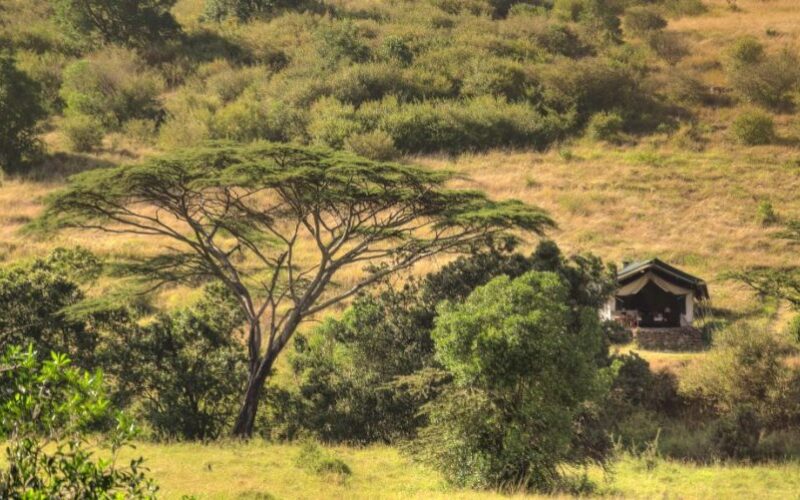 Wildlife safety in Kenya