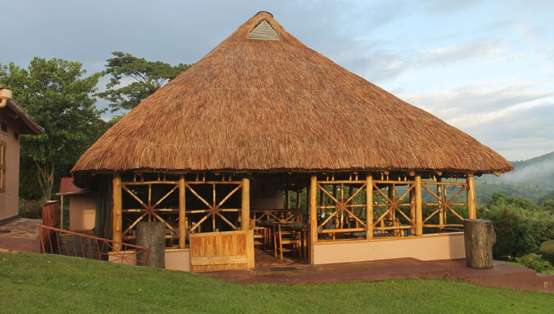 chimpanzee forest lodge