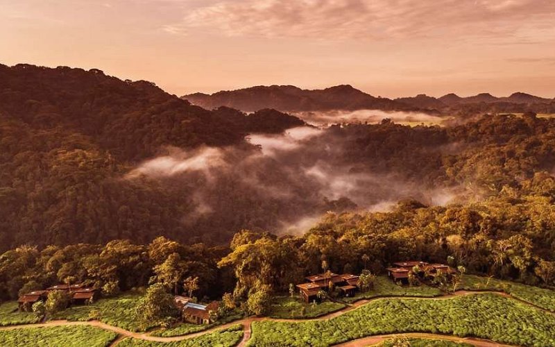 one and only nyungwe3