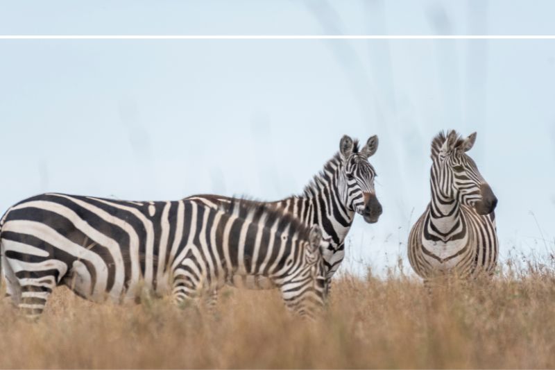 Discover the Wonders of the Mara Triangle - Mara Conservancy