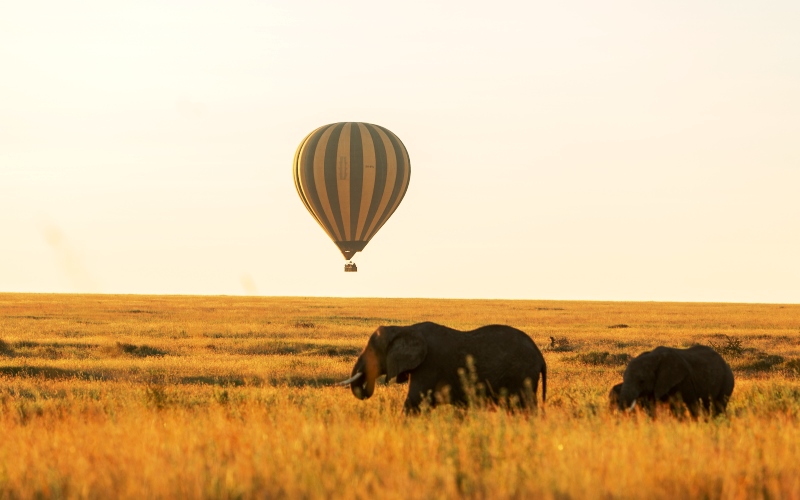 balloon safari balloon safari