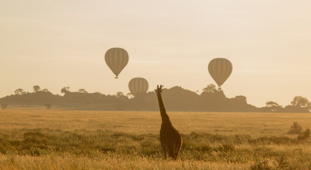 Giraffe and hot air balloons