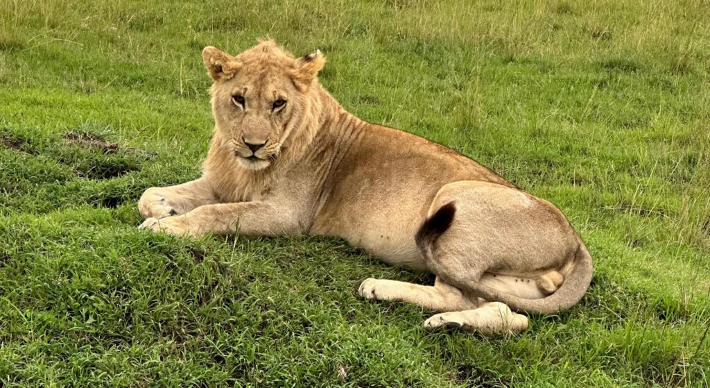Young male lion