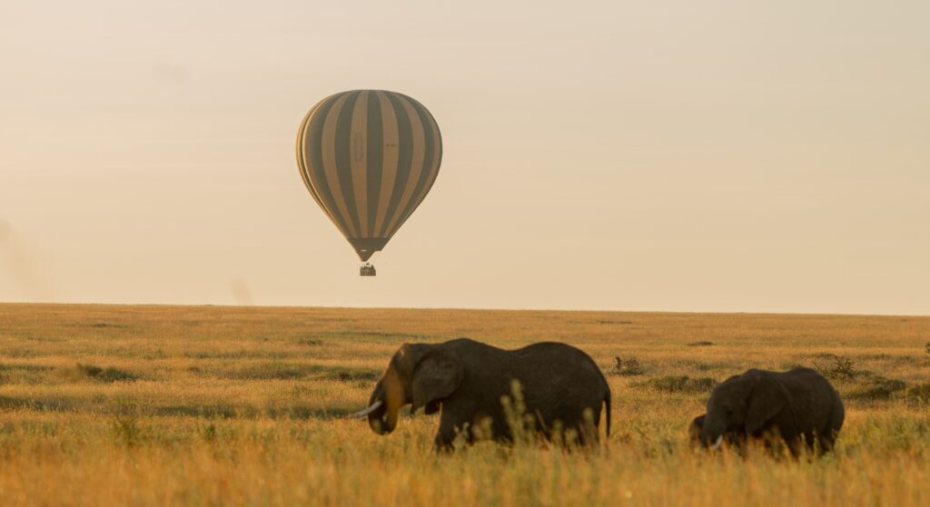 Mara elephant balloon